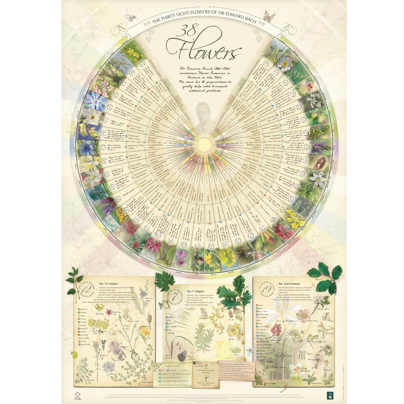 Bach Flower Poster Wall Chart for the 38 Essences