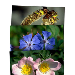 Healing Herbs Postcards set of 40